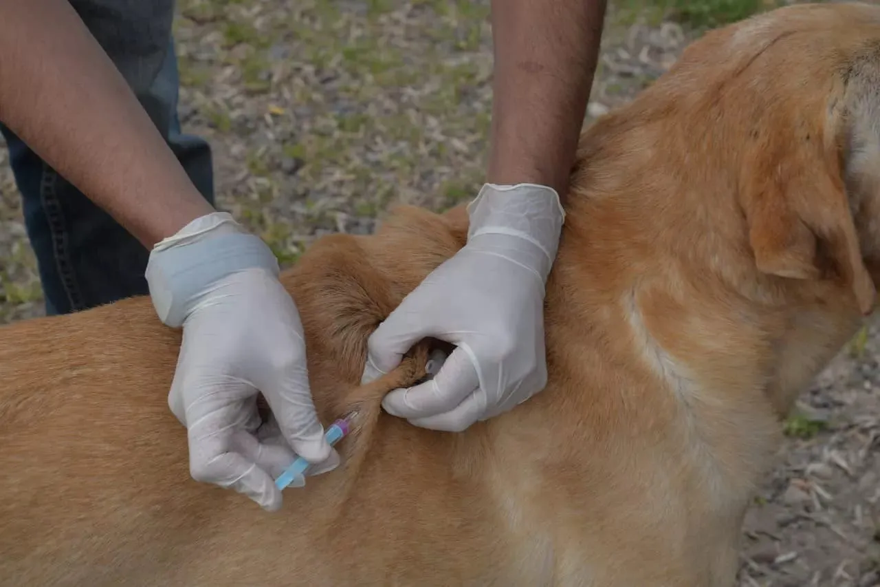 Rabies vaccination and deworming