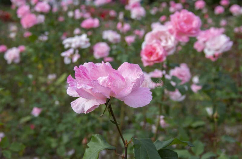 rosa-flores-en-el-hermoso-jardín-la-mañana-verano-esplendor-de-las-plantas-flor-precioso-fondo-rosas-día-internacional-mujer-174312437